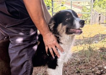 Narni: cucciolo smarrito ritrovato a tempo di record dalla polizia Locale grazie a una cittadina