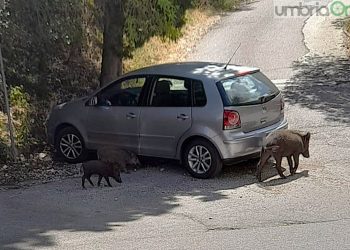Narni: nel parcheggio dell’ospedale spuntano i cinghiali