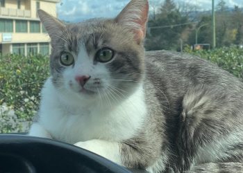 Appello disperato da Narni: «Aiutateci a ritrovare Tony, il nostro gatto adorato»