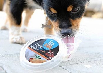 Terni: alla gelateria Sorbilla arriva ‘Ice Dog’. Il gelato per gli amici a quattro zampe