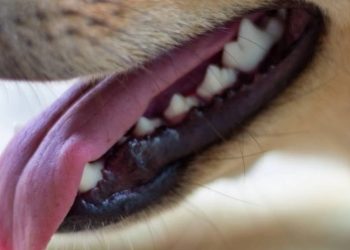Il suo cane aggredisce e uccide quello del vicino: donna multata per custodia non adeguata