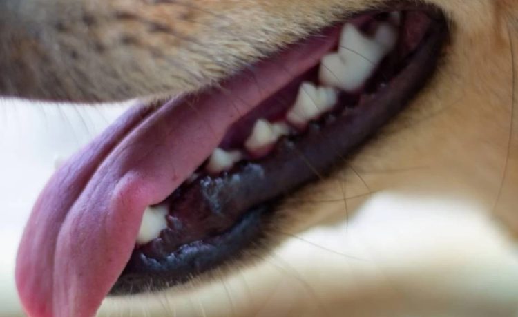 Foto ciamanimali.com
