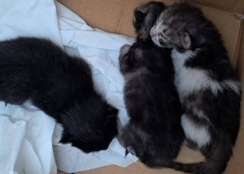 Terni, salvati tre cuccioli di gatto finiti nel motore di un veicolo: «Cercano una balia esperta»