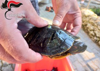 Sette tartarughe abbandonate in una fontana pubblica: carabinieri in azione. Ora in salvo