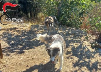 Rischiano di morire sotto il sole: due cani salvati dai carabinieri forestali. Proprietario denunciato