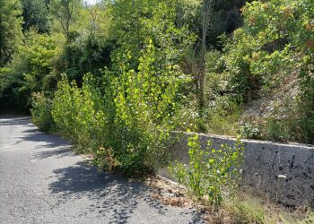 Terni, strada della Romita: «Bordi e strada, intervenire sfruttando la chiusura»