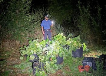 Spoleto: 27enne arrestato. Undici piante di marijuana in una ‘serra artigianale’