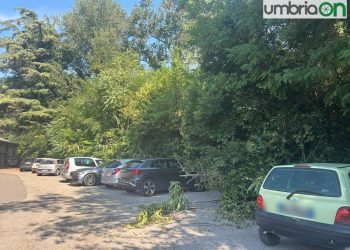 Ciclabile Rivo–Bramante, commercianti in allarme: «Manca la manutenzione, rischio per la sicurezza»