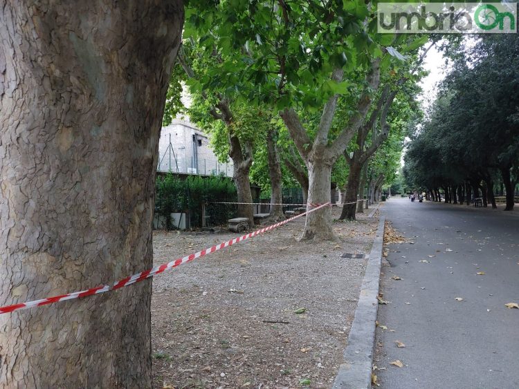 Alcuni alberi da abbattere