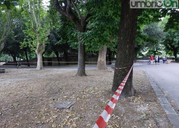 Terni, abbattimento alberi alla ‘Passeggiata’. Iapadre: «Tecnicamente è fuori discussione»