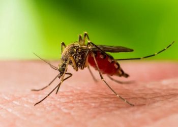 C’è un caso di West Nile virus in Umbria. Effettuata l’indagine epidemiologica