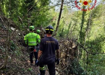 Travolto e ucciso dall’albero che stava tagliando