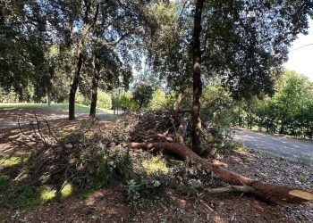 Terni, sos da Collerolletta: «Il Comune metta in sicurezza il bosco, alberi pericolosi»