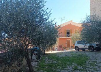 Quasi venti anni per gli ulivi di Collestatte che ‘donano’ olio ai bambini