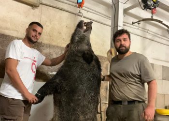 Casteltodino: abbattuto cinghiale di quasi 200 chili
