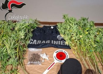 Coltiva marijuana nei boschi di Montefranco. Denunciato 40enne di Terni