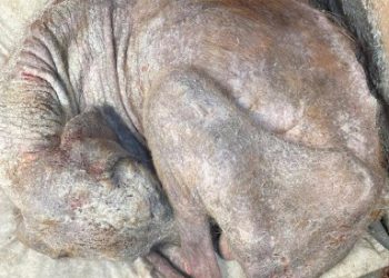 Ferentillo, trovato cane scheletrico e con ferite: l’Enpa denuncia e lancia un appello