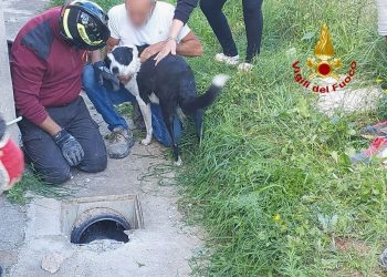 Cane resta incastrato in tubazione: salvato dai vigili del fuoco