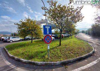 Terni, progetto verde con 1.000 paulownie: 186 mila euro dalla Fondazione. Le zone scelte