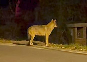 Arrone: lupi lungo la statale Valnerina. Presenza costante ‘spinta’ anche da fame e sete