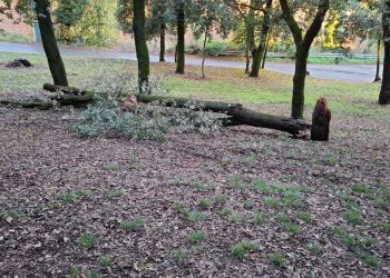 Bosco di Collerolletta: nuovo crollo e nuova denuncia. I residenti: «Rischi ignorati»
