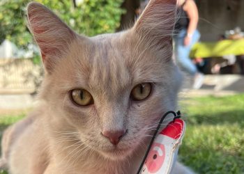 Acquasparta, ‘Casa dei gatti’: mercatino solidale per sostenere l’attività