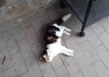 Gatti avvelenati ad Orvieto: scattano le indagini