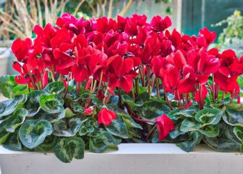 Terni, decoro cimitero: 18 pansé e 45 ciclamini, via libera a società di Gualdo Cattaneo