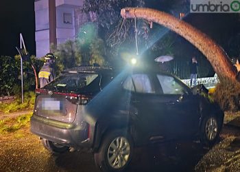 Terni: albero cade su un’auto che passa in via Carducci. Paura per tre persone