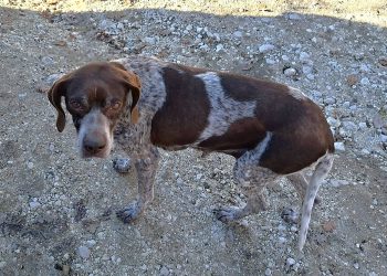 Gli rubano il cane e lo riabbraccia dopo tre anni grazie ai carabinieri forestali