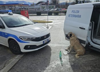 Terni: due cani di grossa taglia salvati lungo la superstrada