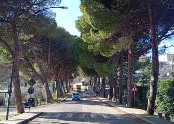 A Lugnano in Teverina una manifestazione contro l’abbattimento di 73 pini
