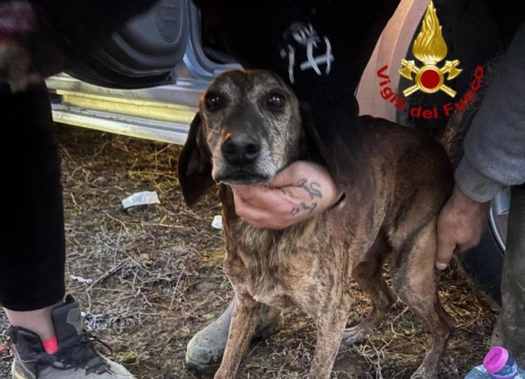 Il segugio maremmano in salvo