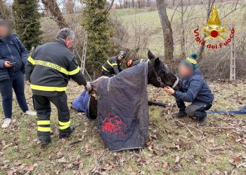 Cavalla cade in acqua dopo volo di quattro metri: salvata dai vigili del fuoco