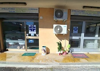 Foligno: «Aggredita dopo la morte di un cane». Veterinaria denuncia e ferma la reperibilità h24