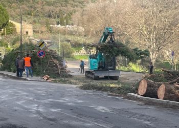 Lugnano in Teverina: ruspe in azione per i pini. Scatta la mobilitazione