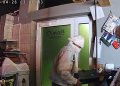 Terni: furto-bis da Maturo Lab a un mese dal primo. Il video del ladro