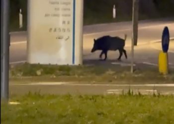 Cascata Marmore: sos cinghiale. «Aggressivo, un ragazzo si è rifugiato da me. Intervenire»