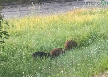 Terni: cinghiali in zona Cesure. Scatta la segnalazione