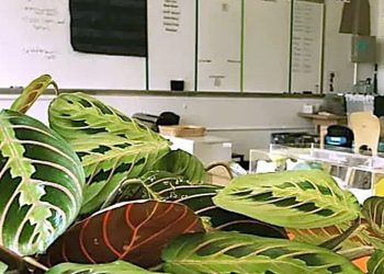Verde in classe contro l’inquinamento indoor: a Terni la prima sperimentazione nelle scuole umbre