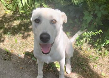 Stuart Little cerca una famiglia: l’appello dell’OIPA di Terni per un cucciolo di 7 mesi
