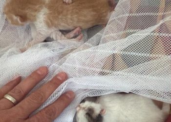 Terni, morti i cuccioli di gatto abbandonati in via Narni