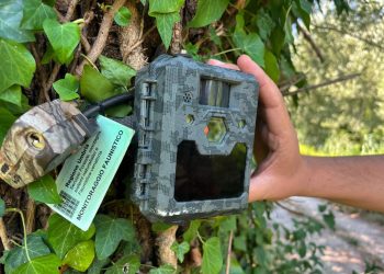 Arrone, ricerca lupo: installate le fototrappole