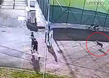 Arrone, bimba di 4 anni aggredita al parco. Prefettura di Terni: «Task force per catturare il lupo»